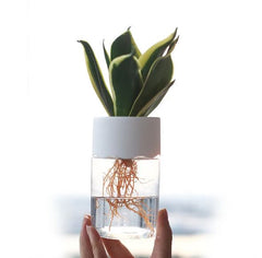 Transparent Small Hydroponic Plant Pot