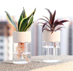 Transparent Small Hydroponic Plant Pot